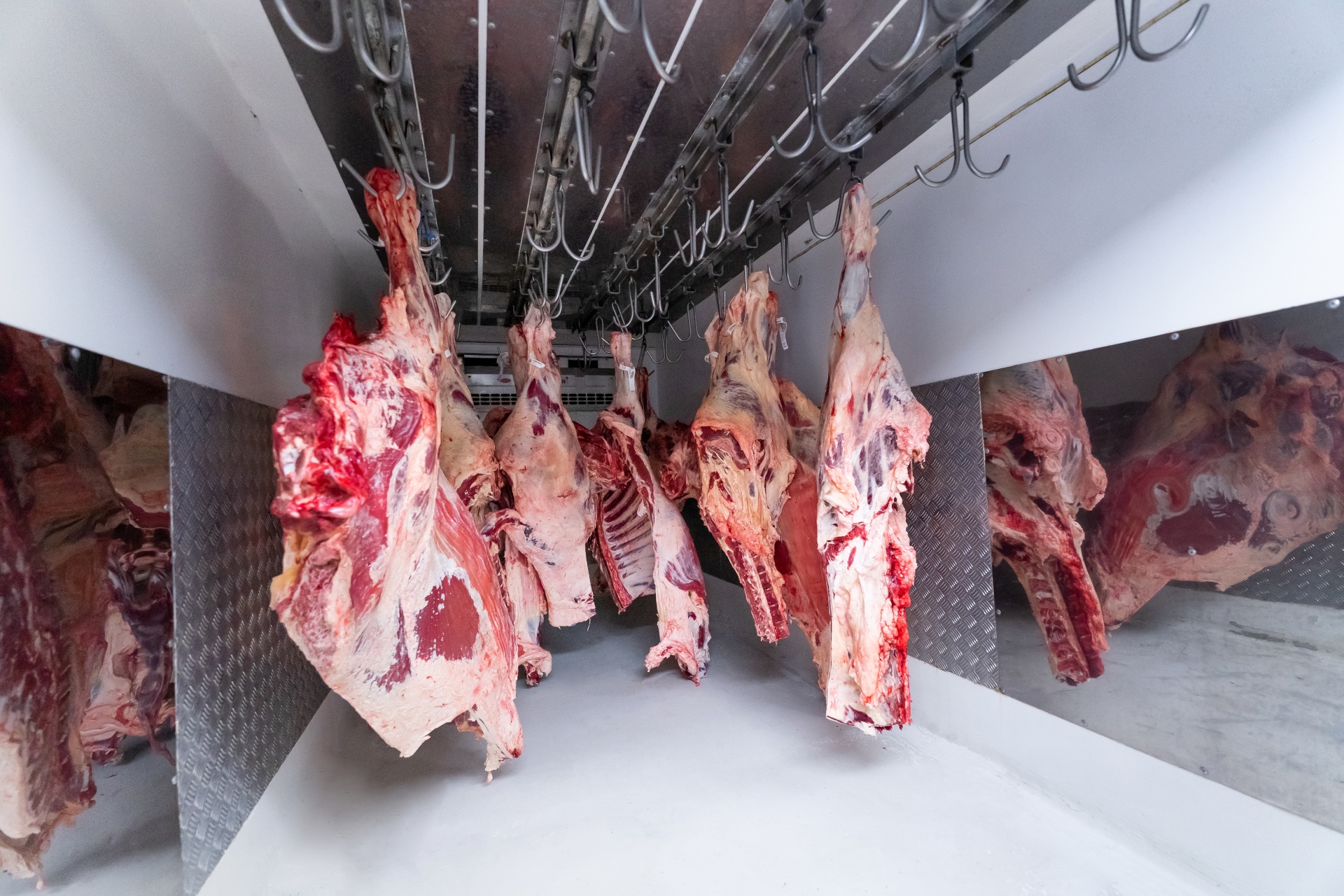 La importancia de la cadena de frío en la calidad de la carne Colbeef